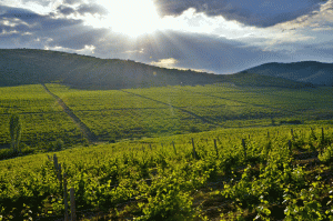 Macedonian wine patron saint