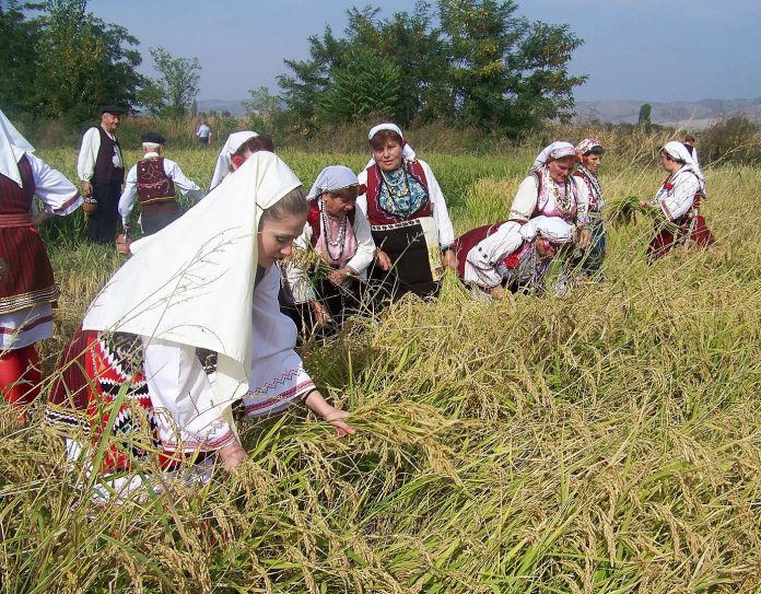 Kochani rice quality Macedonia