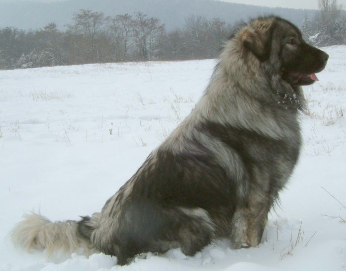 Macedonian mountain sheepdog
