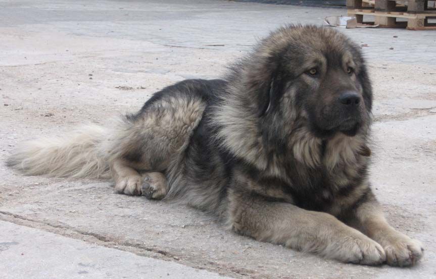 Sharplaninec, Macedonian mountain sheepdog